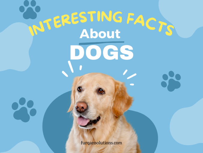 Interesting Facts About Dogs (Top 17) » Furqan Solutions